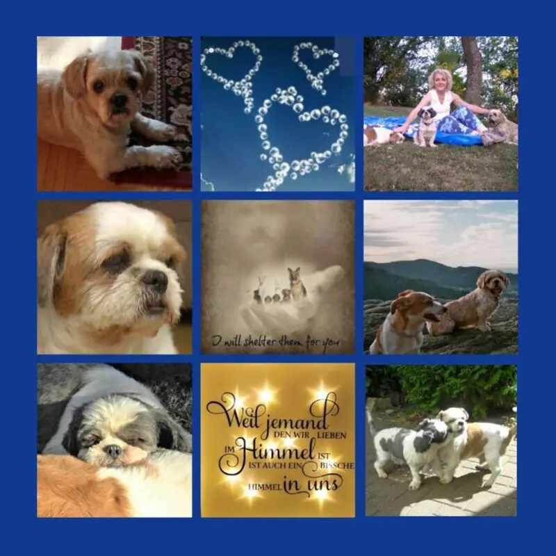 Andachtsbild von Rosen zum Wiederzusammensein seit 51 Wochen ❀✰♥