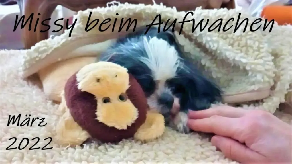 Andachtsbild von Sonntagsrosen von Frauchen