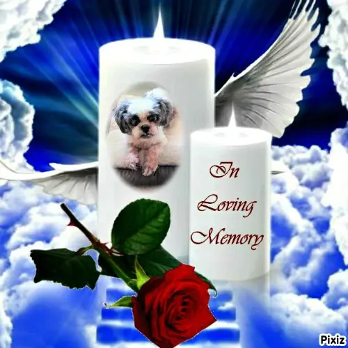 Andachtsbild von Tanja mit Timmy im Herzen 