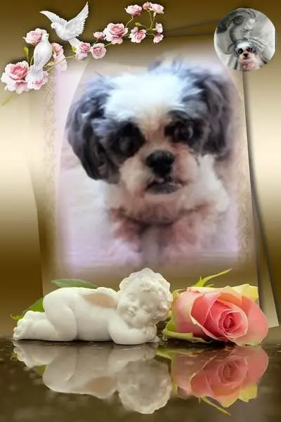 Andachtsbild von 1.Sternchen❤️ Gedenktag❤️