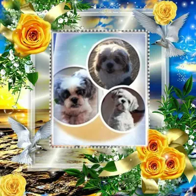 Andachtsbild von Pfingsten❤️❤️❤️❤️❤️Rosenchen❤️❤️❤️❤️❤️❤️❤️