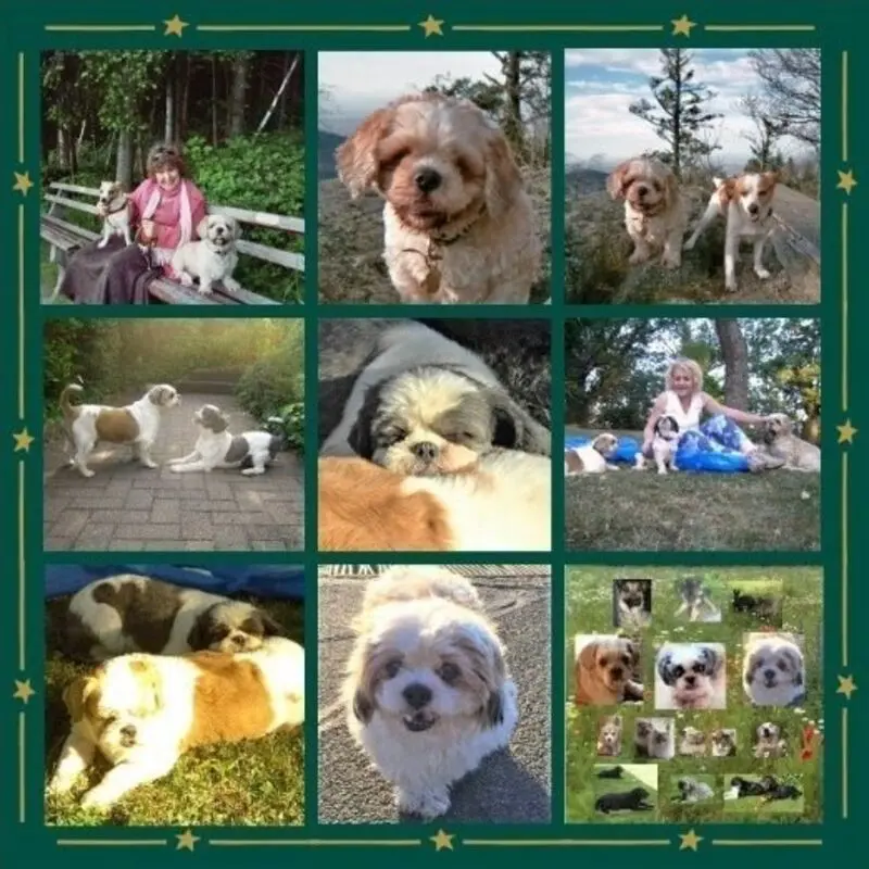 Andachtsbild von Rosen, Rosen, Rosen