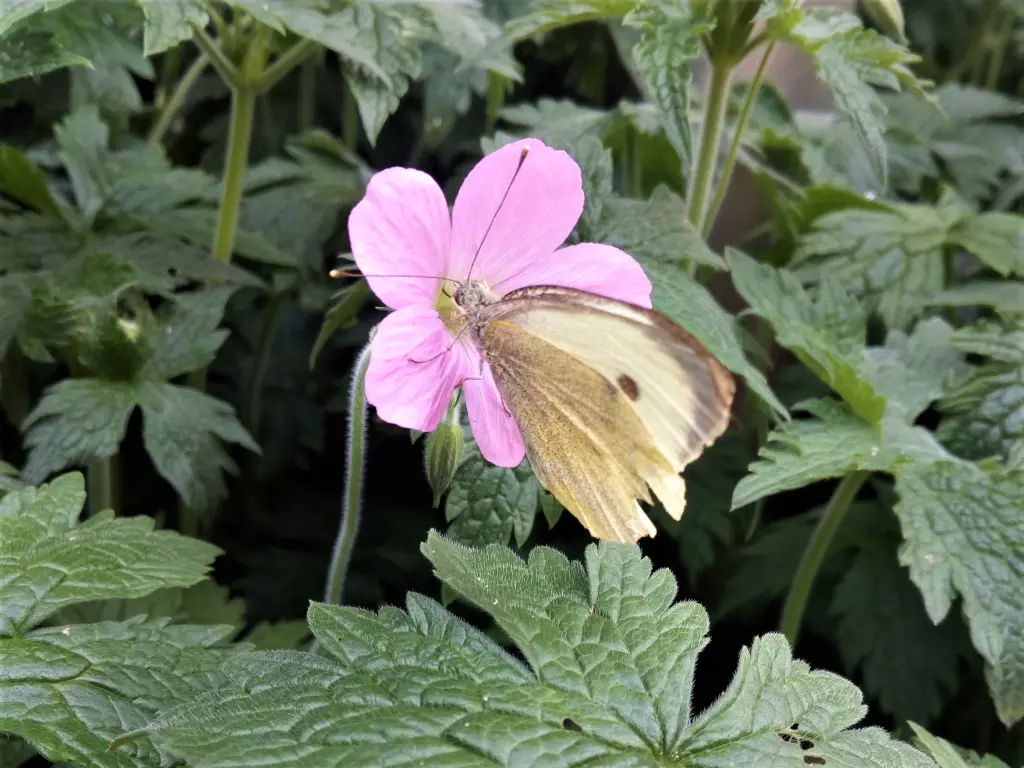 Andachtsbild von Rosen, Rosen, Rosen
