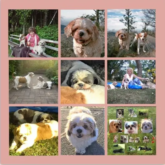 Andachtsbild von Rosen, immer mehr Rosen