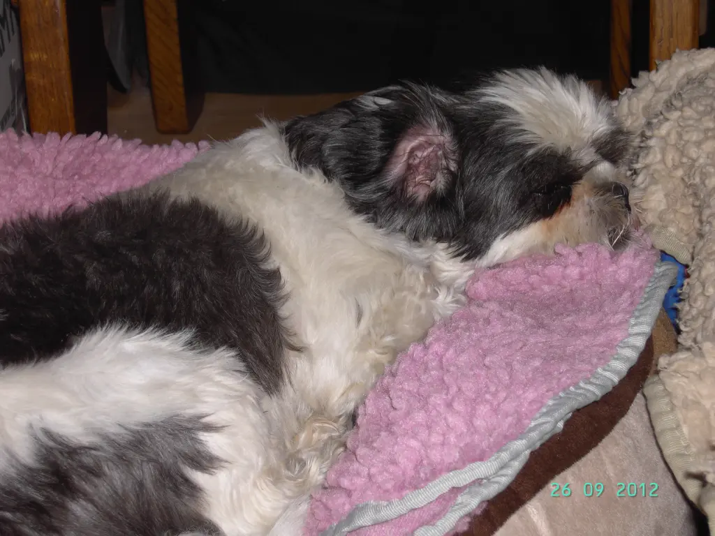 Andachtsbild von Ein Rosen-Ozean für Dich Missy