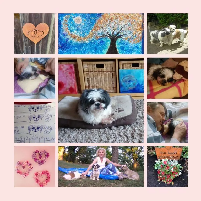 Andachtsbild von Ein Sonntagsröschen für Missy 