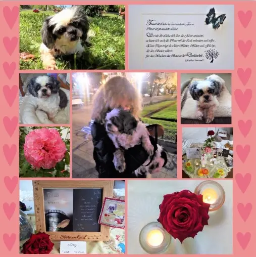 Andachtsbild von Rosen zum Wiederzusammensein seit 73 Wochen ❀✰♥