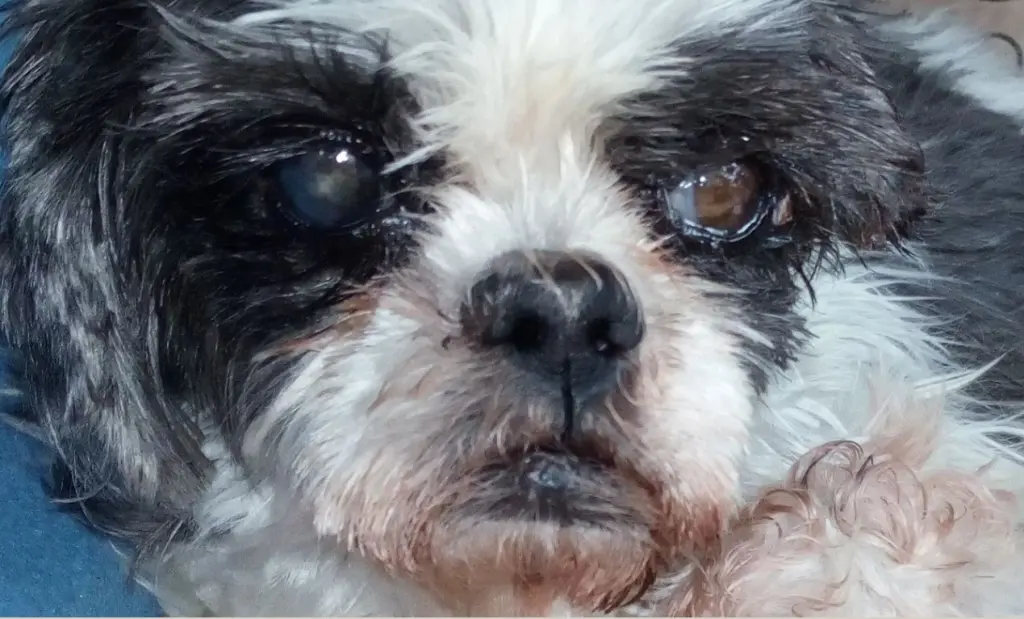 Andachtsbild von Rosen zum Wiederzusammensein seit 77 Wochen ❀✰♥ 