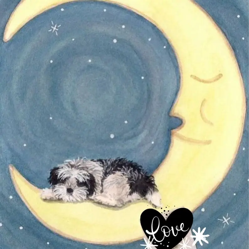 Andachtsbild von Eine Sonnenrose für Missy