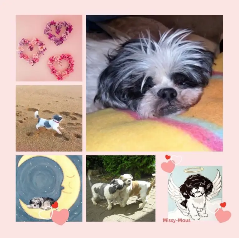 Andachtsbild von Eine Sonntagsrose für Missy