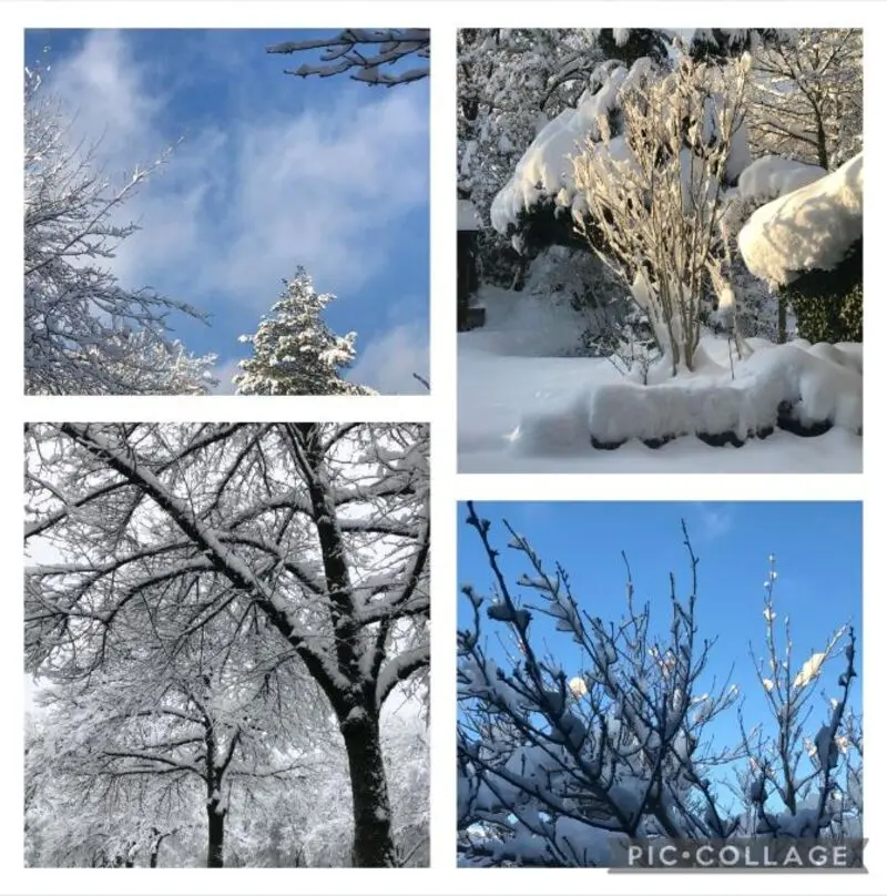 Andachtsbild von Eine Schneerose für Missy