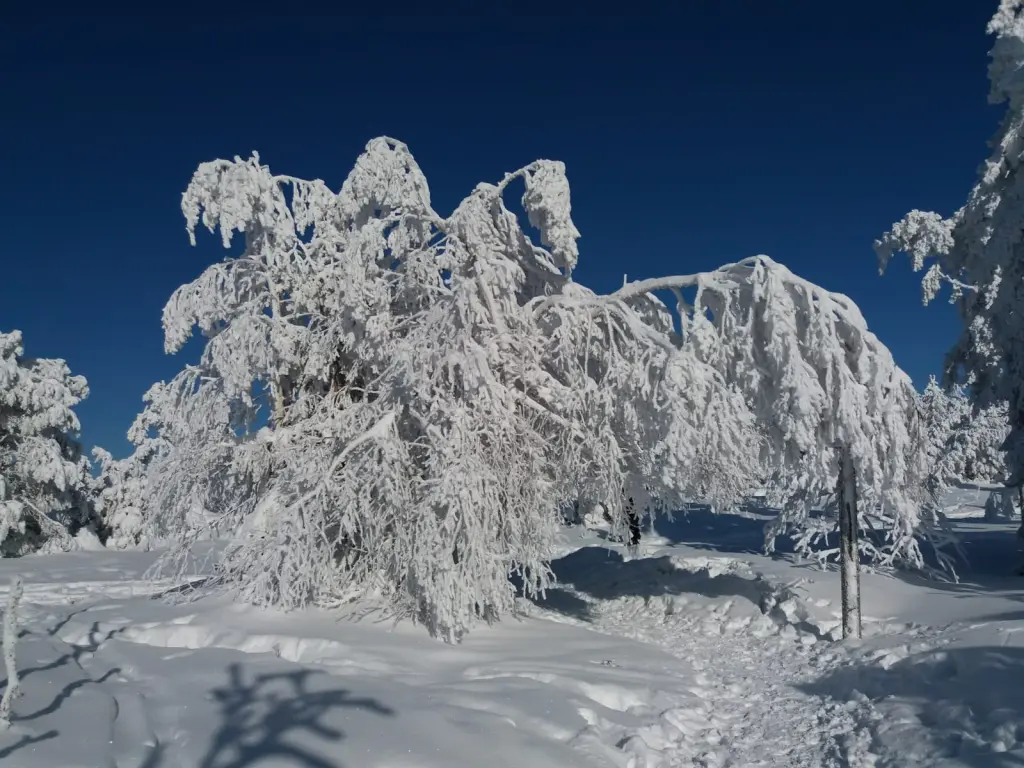 Andachtsbild von Rosen zum Wiederzusammensein seit 82 Wochen ❀✰♥