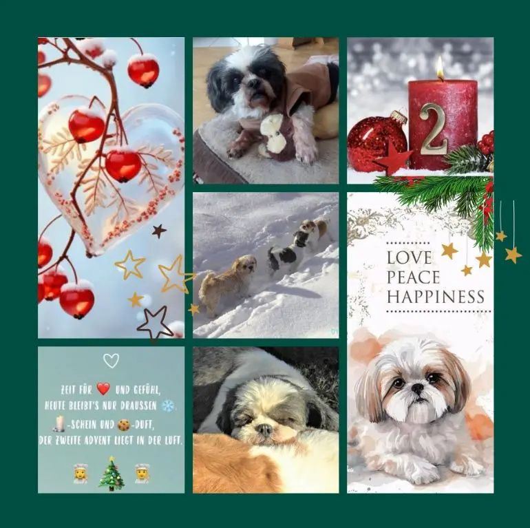 Andachtsbild von Eine Rose zum 2. Advent