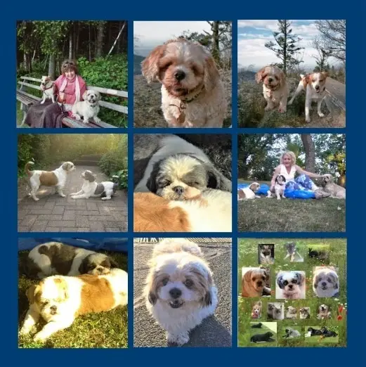 Andachtsbild von Rosen zum Wiederzusammensein seit 83 Wochen ❀✰♥