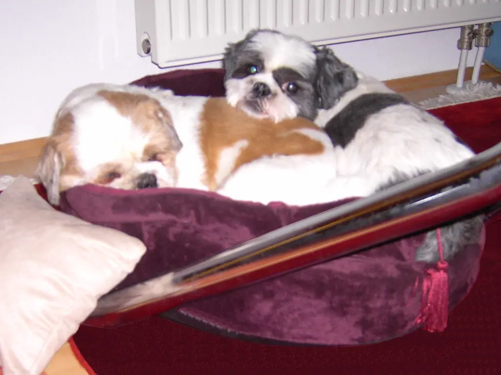 Andachtsbild von Rosen zum Wiederzusammensein seit 93 Wochen ❀✰♥