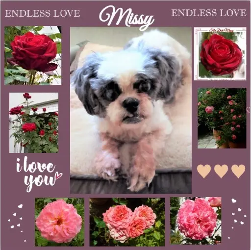 Andachtsbild von Für Dich mein Missy-Mäuschen zum 2. Sternchengeburtstag