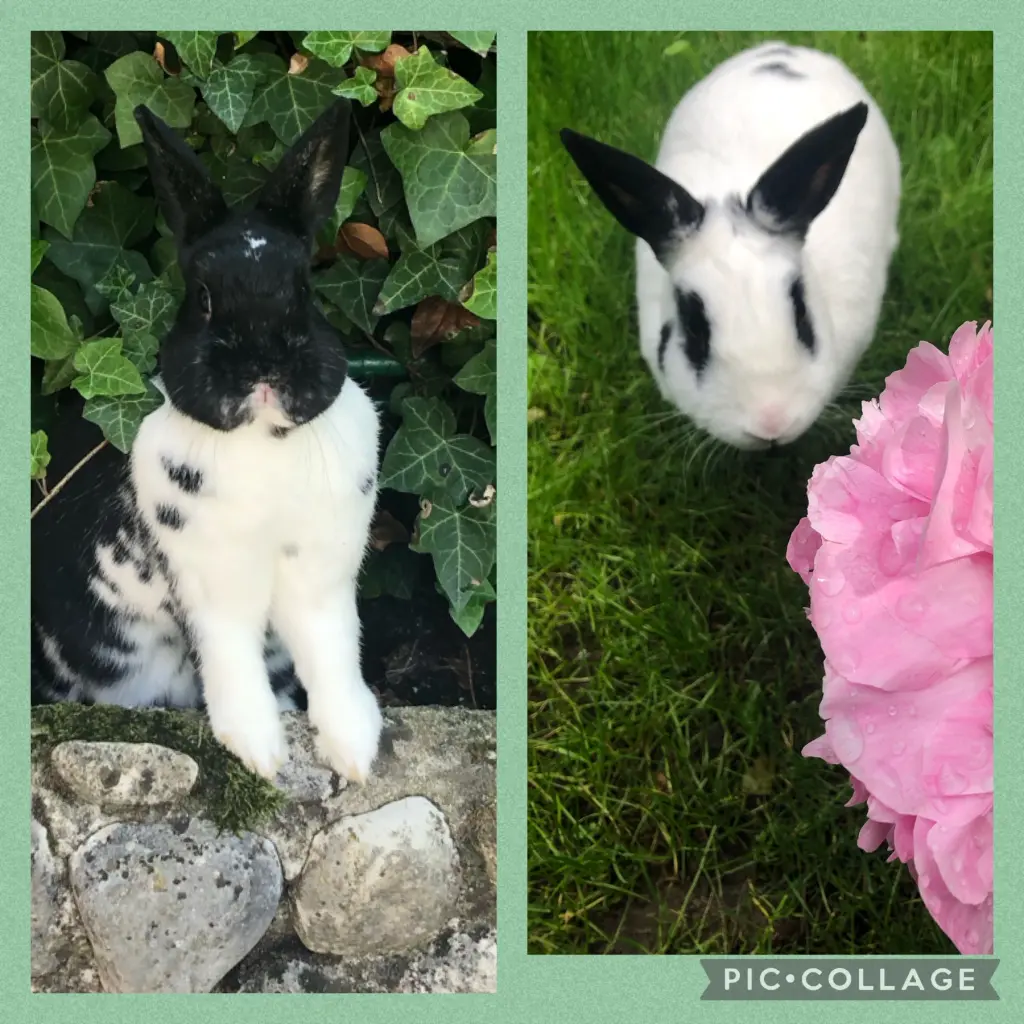 Andachtsbild von Ein Gartengruß für Missy