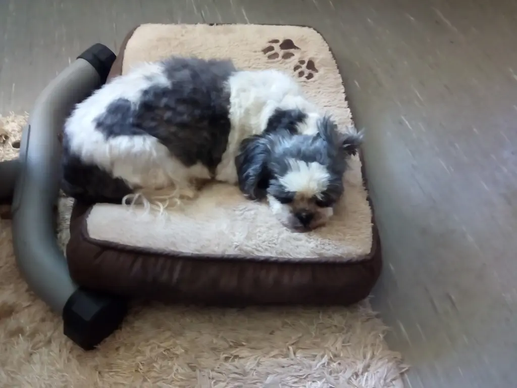 Andachtsbild von Rosen für Missy aus Biarritz