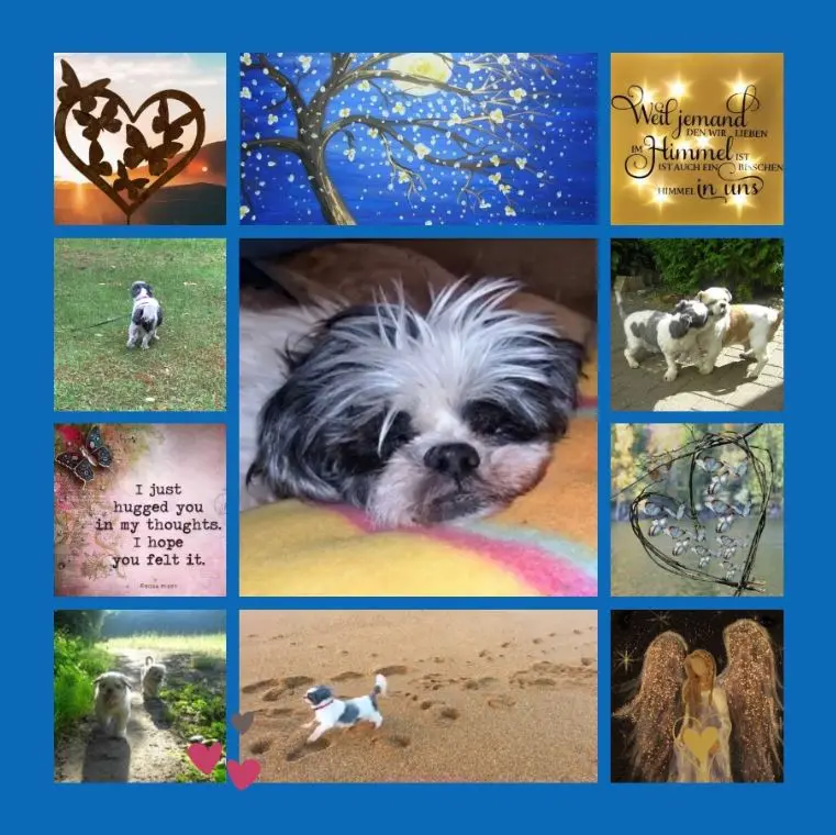 Andachtsbild von Ein Sommerröschen für Missy