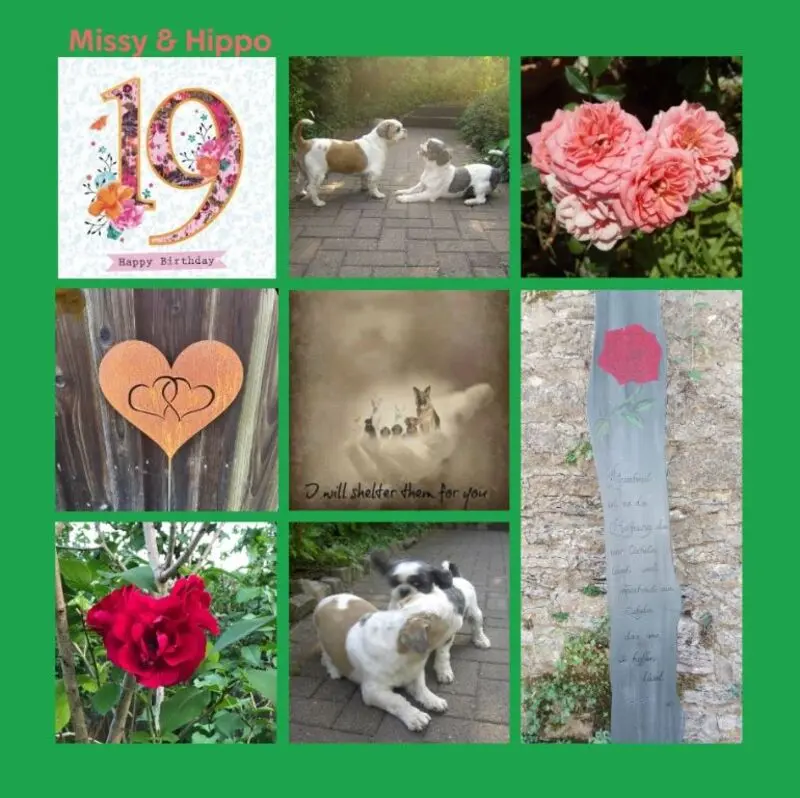 Andachtsbild von 19 Rosensträuße für Missy