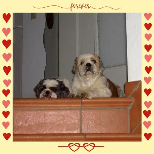 Andachtsbild von Rosen zum 12. Adoptionstag und 19. Geburtstag