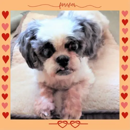 Andachtsbild von Ein Traum von Dir