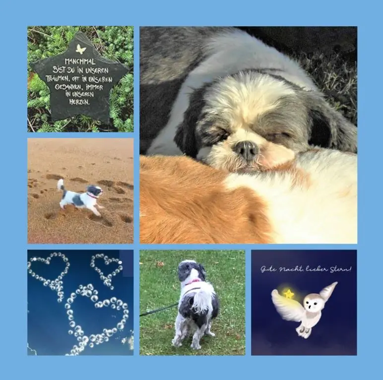 Andachtsbild von Eine Novemberrose für Missy