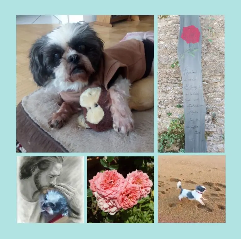 Andachtsbild von Eine Rose für Missy  