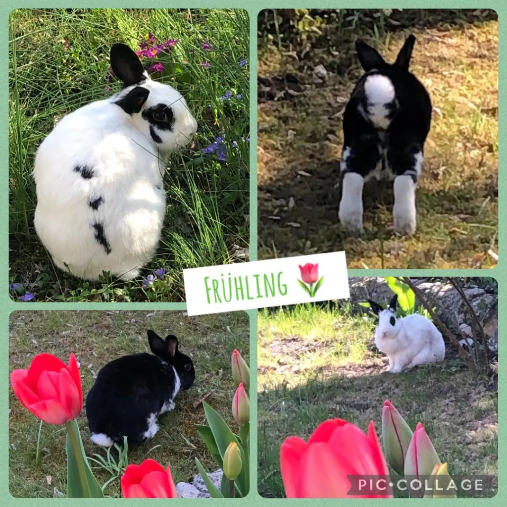 Andachtsbild von Ein Sonntagsröschen für Missy 