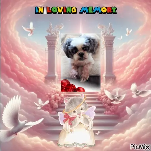 Andachtsbild von 3. Sternchen❤️❤️❤️Gedenktag❤️❤️❤️