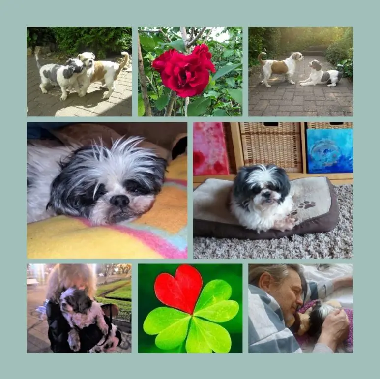 Andachtsbild von Ein Sonntagssträußchen für Missy