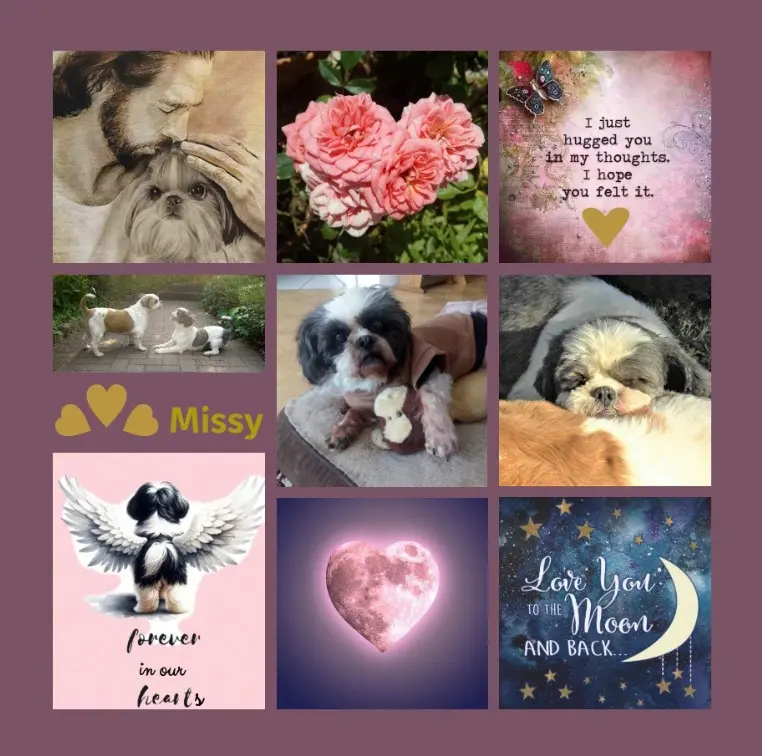 Andachtsbild von Ein trauriges Röschen