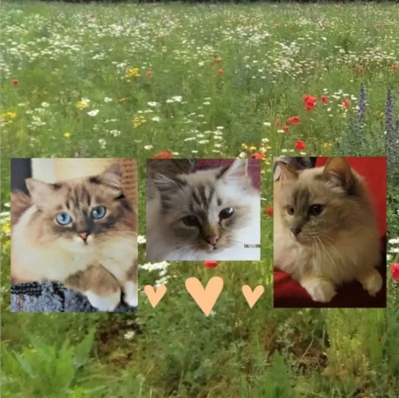 Andachtsbild von Shivi, Jojo und Merlin aus dem Regenbogenland