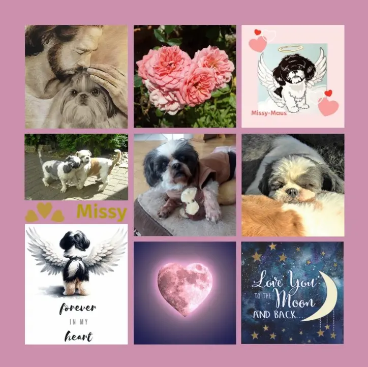 Condolence image of 200 Rosen für Missy