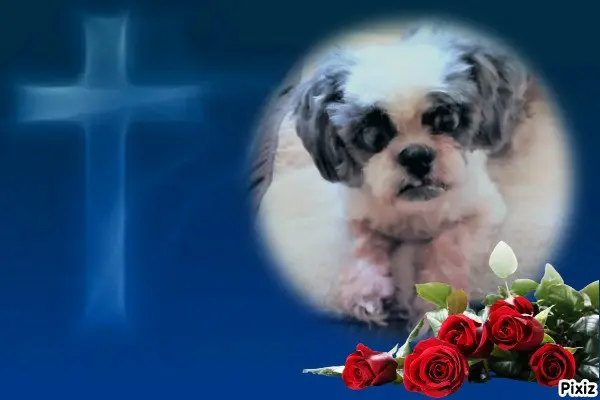 Condolence image of Tanja mit Timmy im 💖🐈🐾