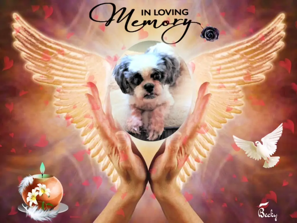 Condolence image of ❤️⭐️🐕🌹🌹🌹🫶🫶🫶💋💋💋🌈