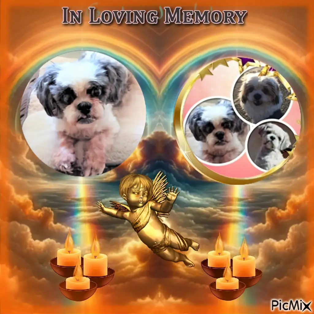 Condolence image of ❤️🐕⭐️🫶🫶🫶🌹🌹🌹🌈💋💋💋