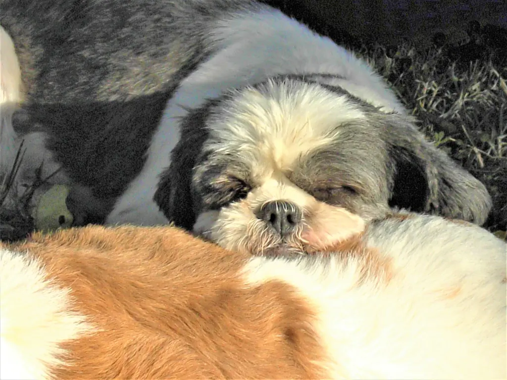 Image from Missy