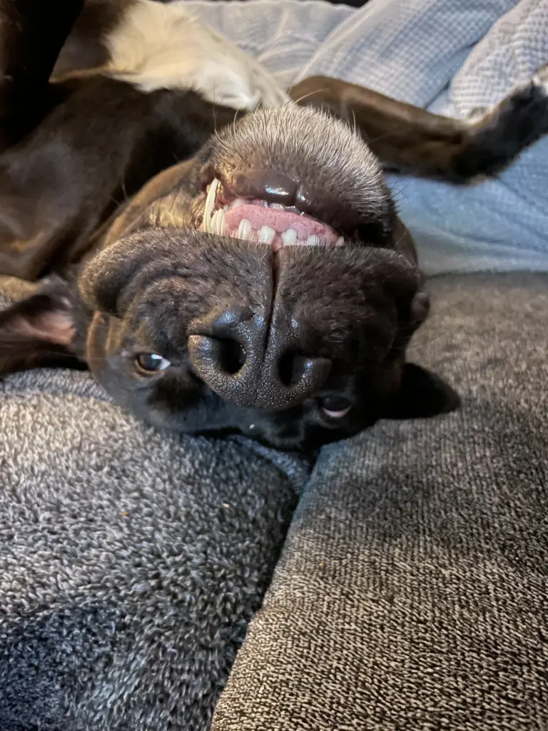 Image from Mylo