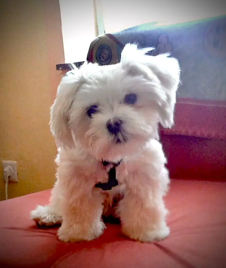 Image from Sammy