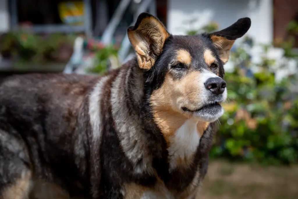 Condolence image of Brigitte mit Moschu tief im Herzen