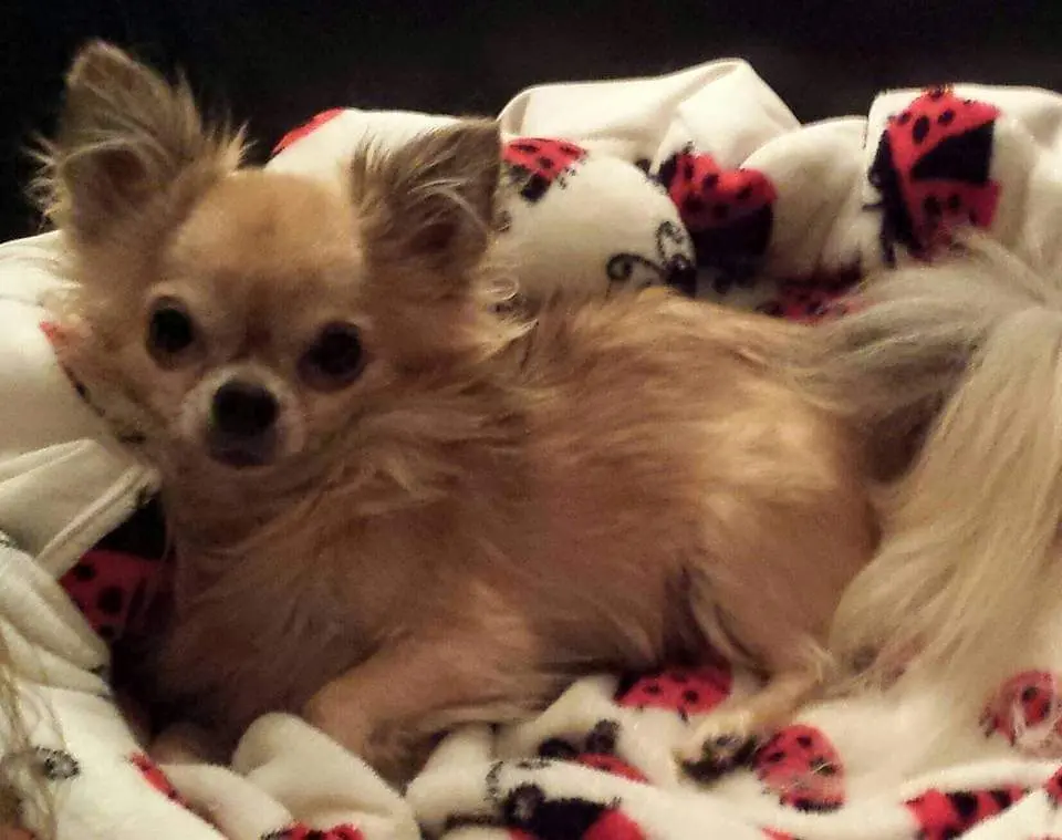 Condolence image of Deiner Mama und Cookie