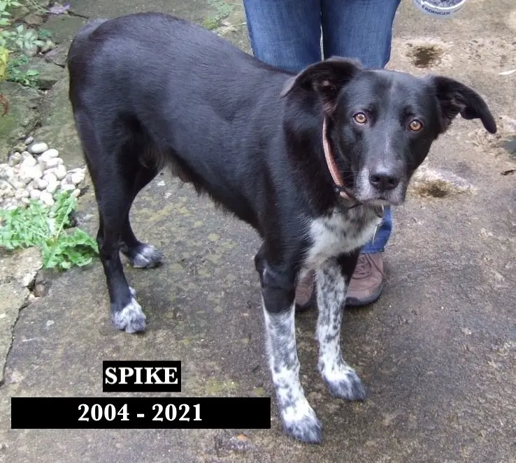 Image from Spike
