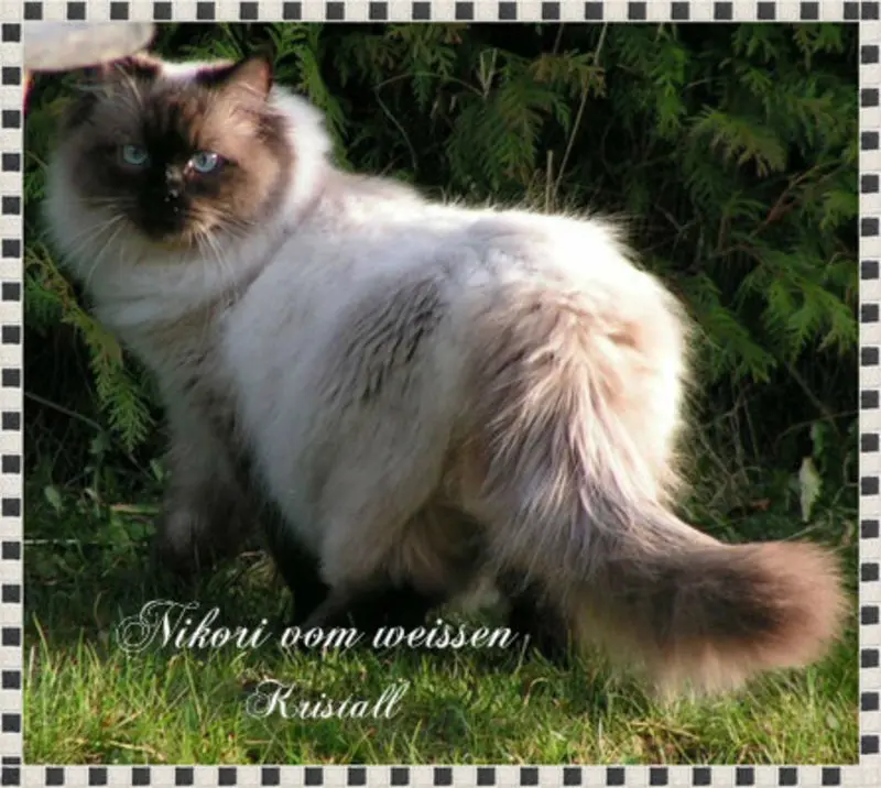 Image from Nikori