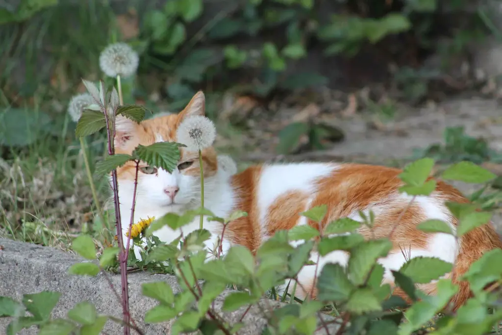 Bild von Ginger