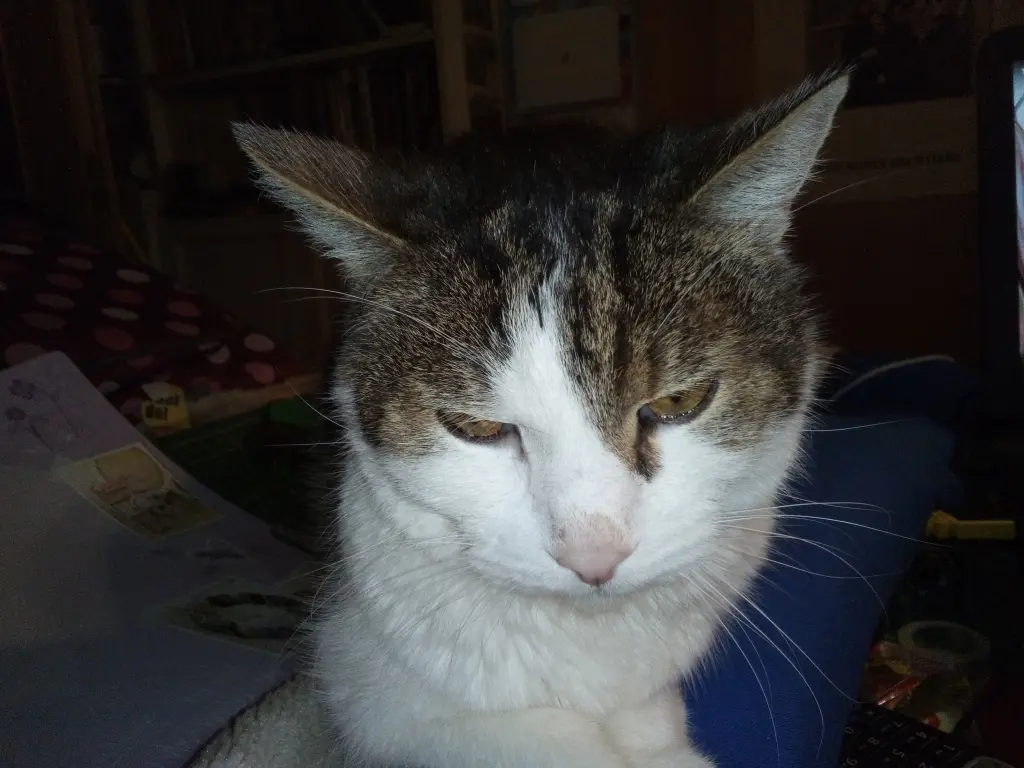 Bild von Simon
