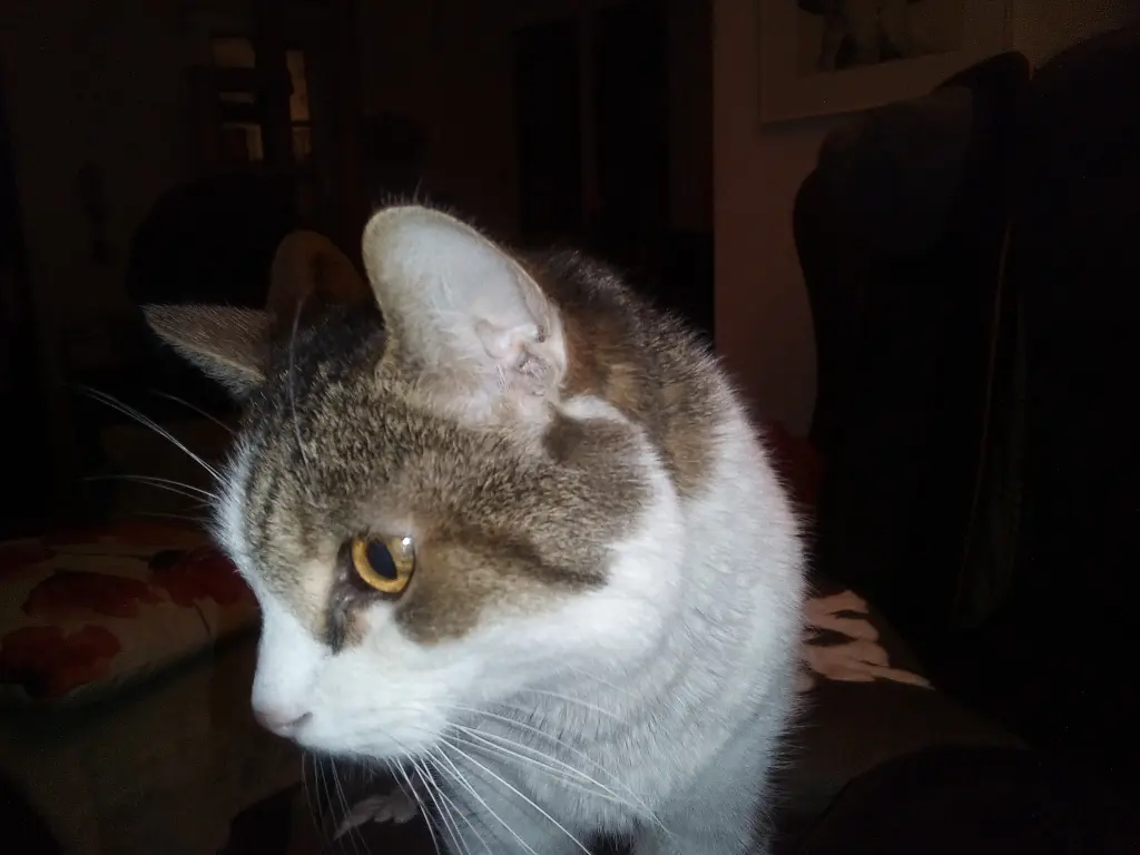 Bild von Simon