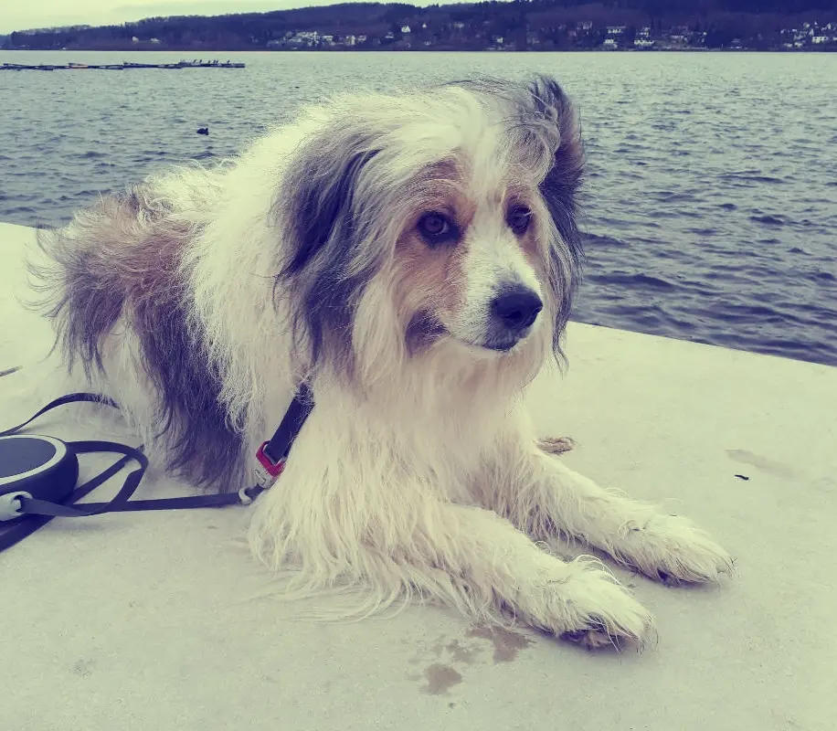 Image from Brenda - liebevoll "Pupsi" genannt