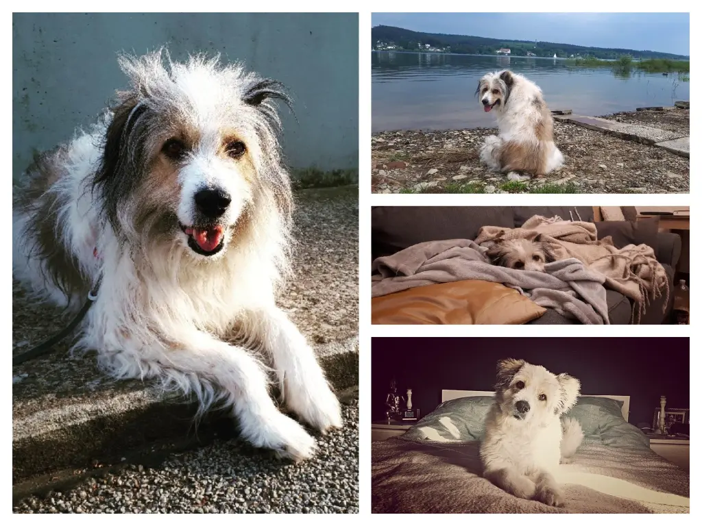 Image from Brenda - liebevoll "Pupsi" genannt