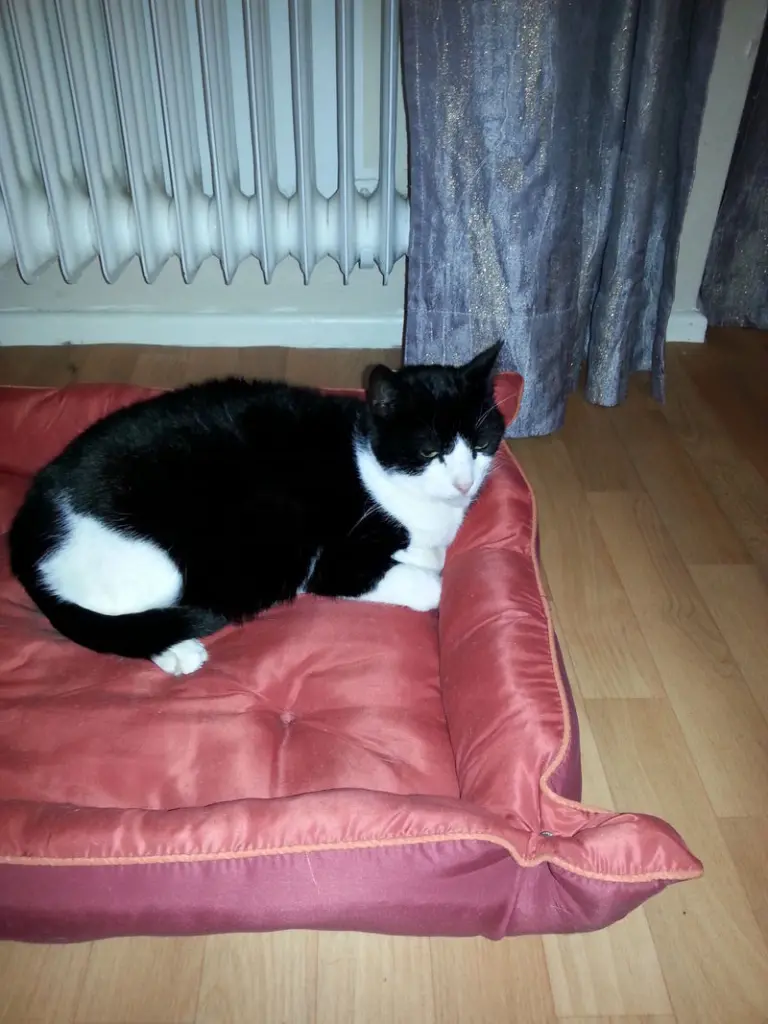 Image from Dickie
